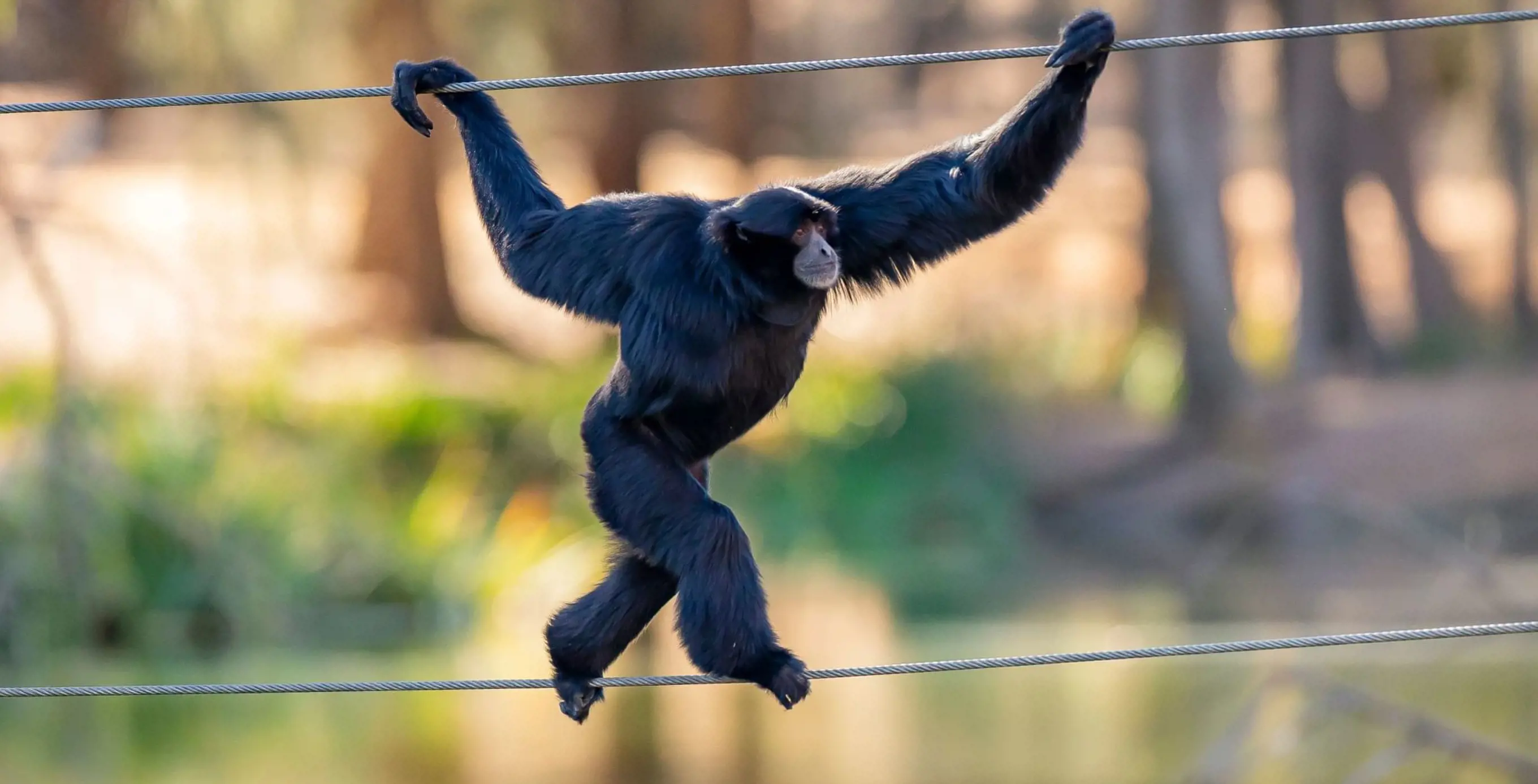 Siamang using ropes to swing across its habitat at Taronga Western Plains Zoo.